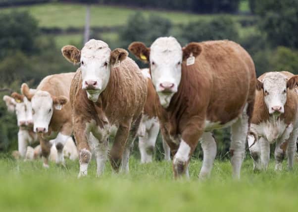 Commercial females sought for Ballymena Simmental sale