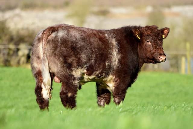 Top notch Beef Shorthorns gear up for on-line sale
